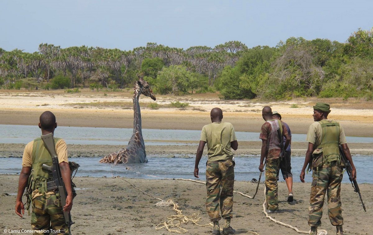 Helping-giraffe-stuck-in-mud.jpg#asset:869