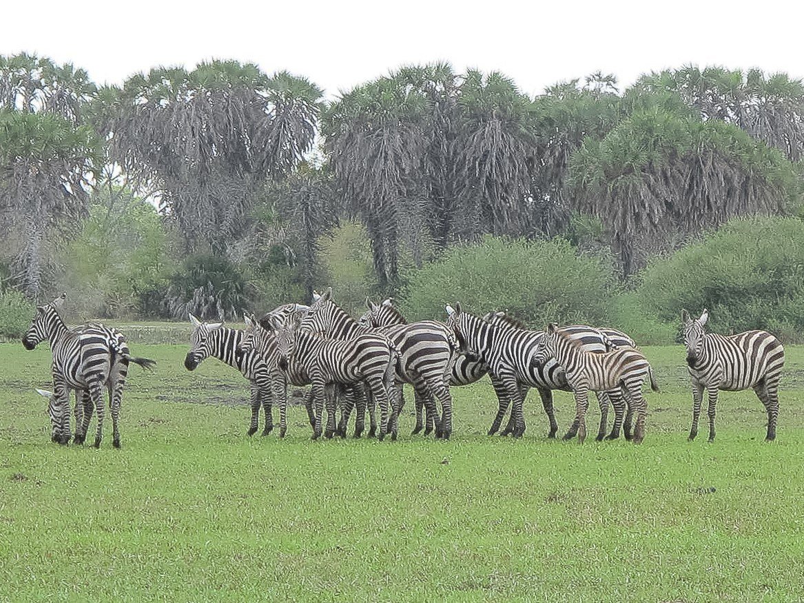 Zebras-at-Widho.jpg#asset:864