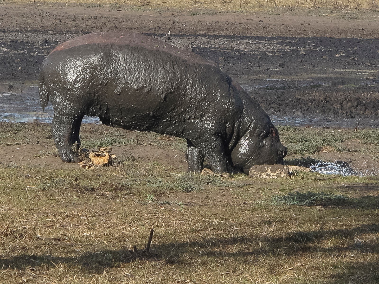 Hippo-holidng-out-on-territory.jpg#asset:868