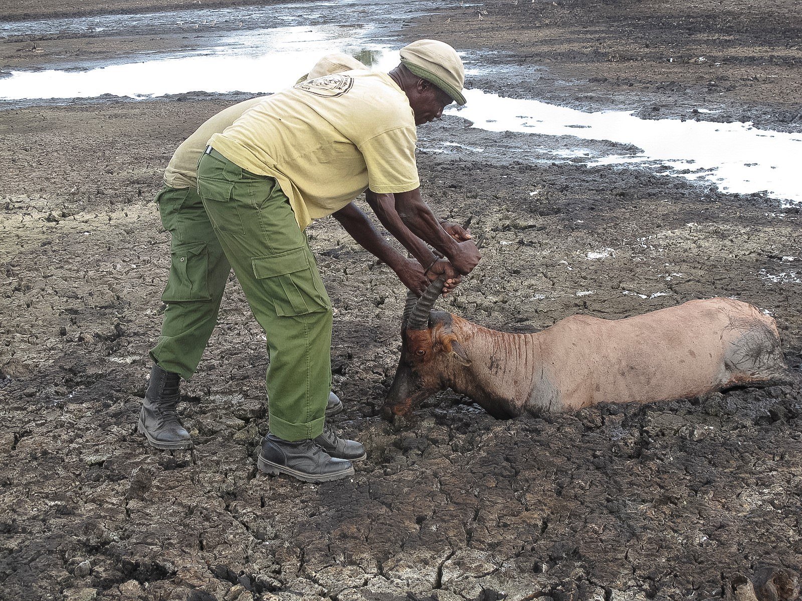 Topi-stuck-in-mud.jpg#asset:863